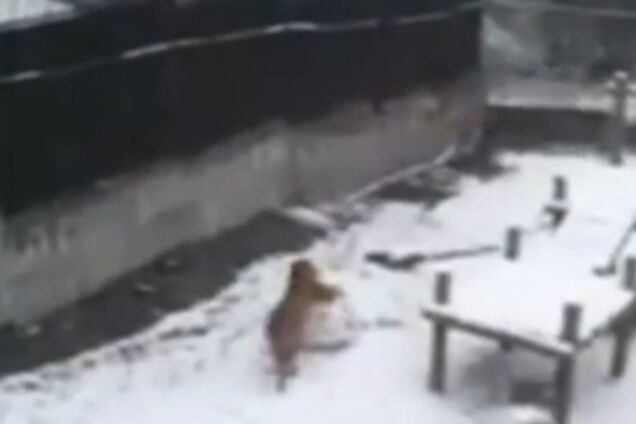 В Калининградском зоопарке тигрица лепит большие снежные шары