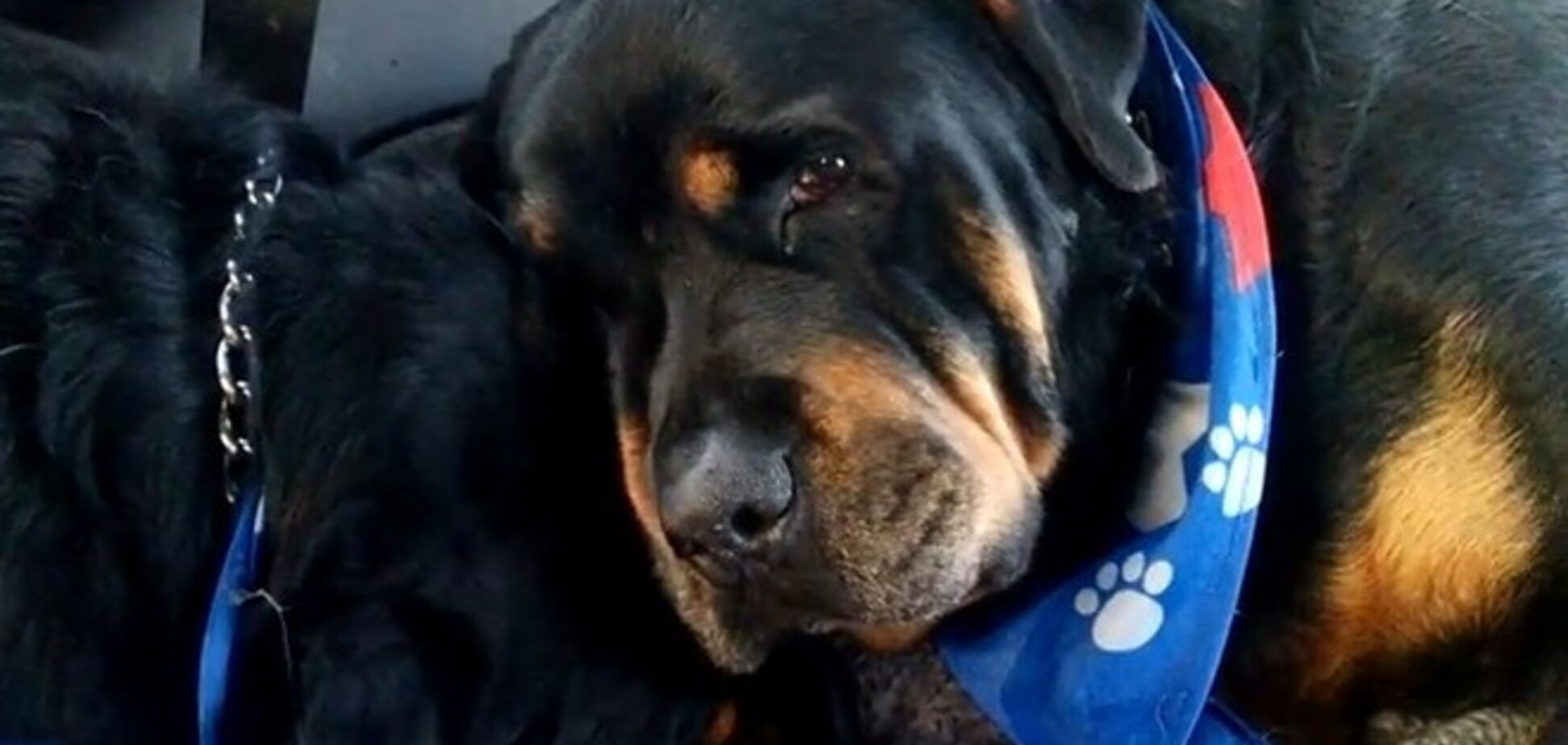 Животные тоже способны чувствовать боль утраты: ротвейлер оплакивает смерть брата