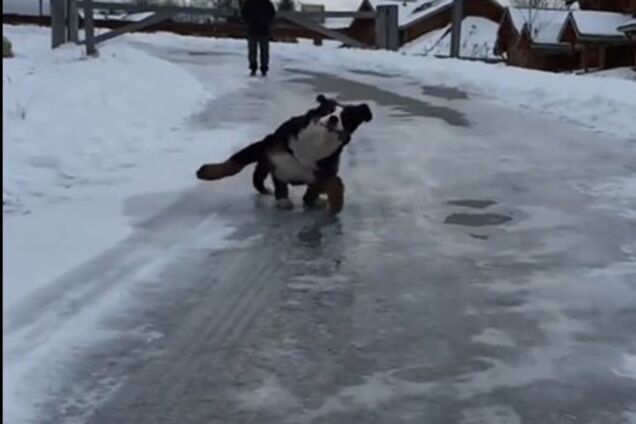 Пятимесячная овчарка, которая решила попробовать себя в качестве фигуристки, стала звездой YouTube