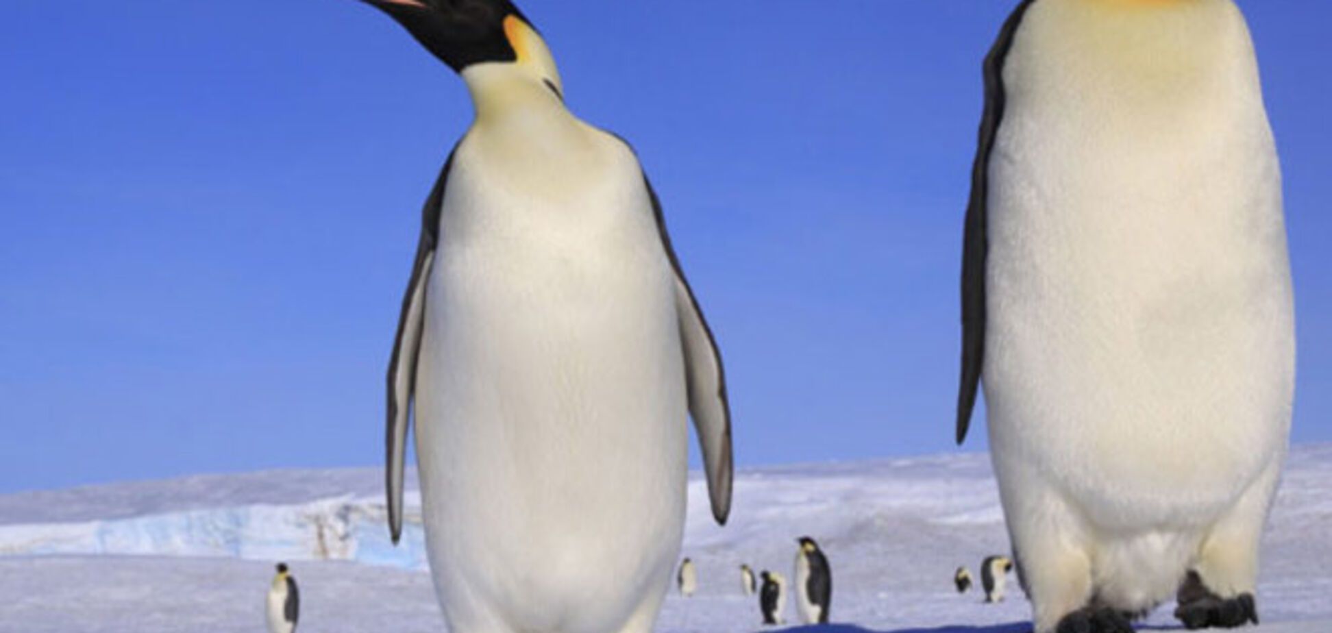 Ученые нашли 2-х метровых пингвинов 
