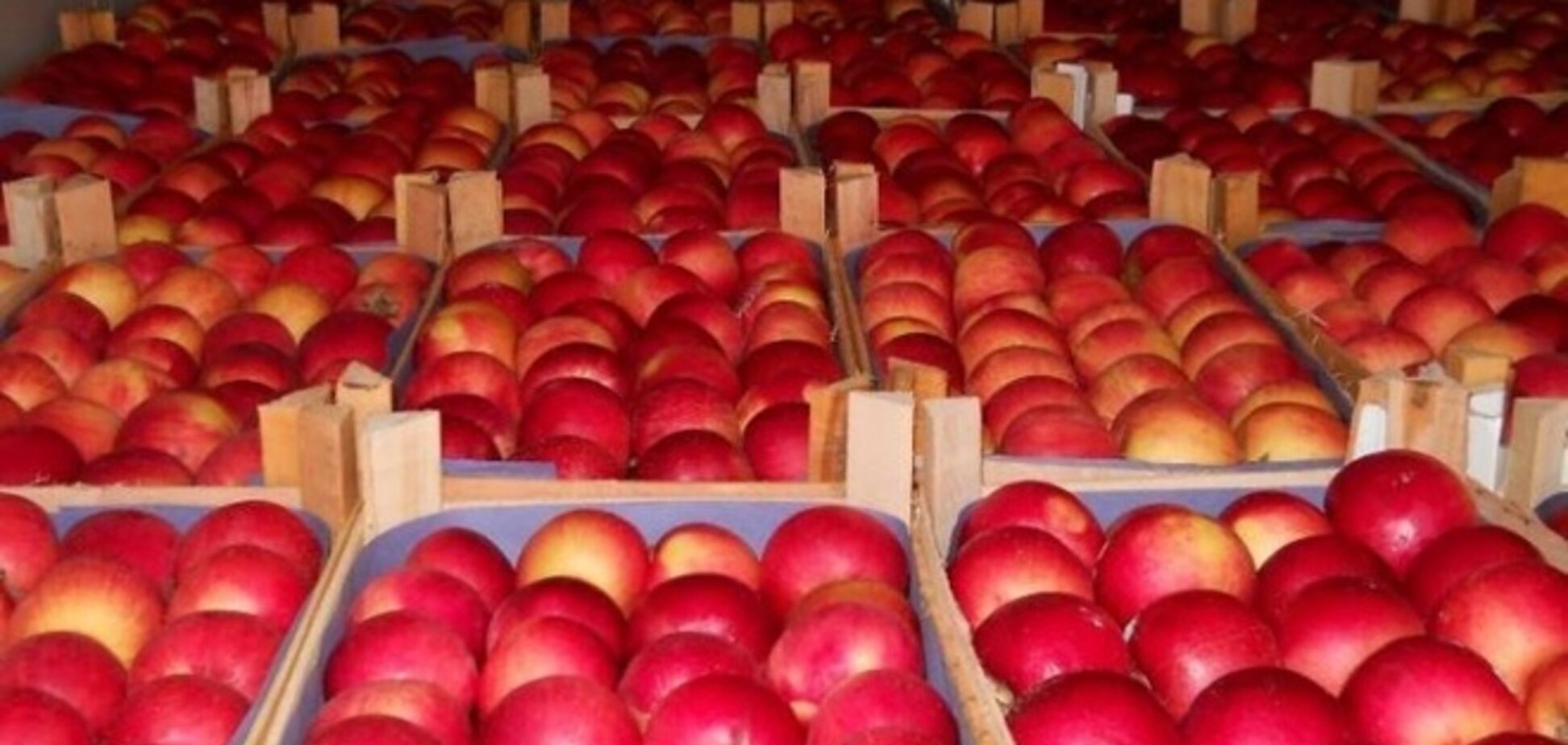 Россия вернула в Беларусь 190 тонн яблок из Польши и Молдовы