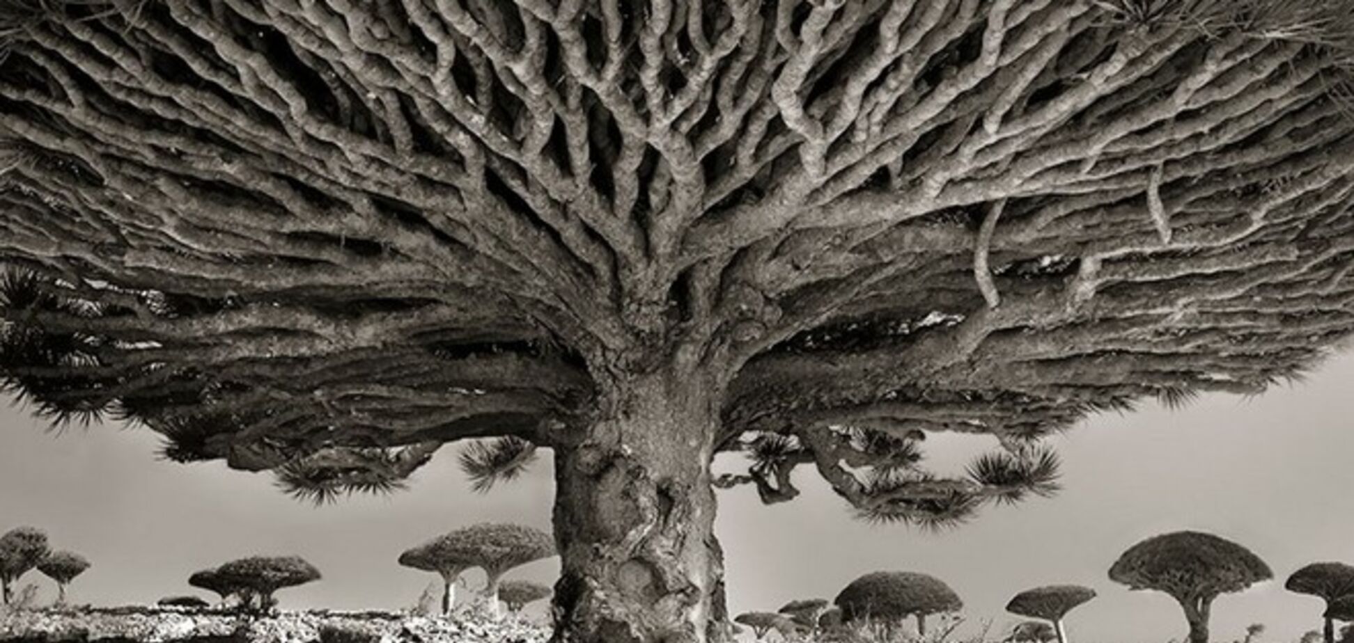 Опубликованы удивительные фотографии древних деревьев
