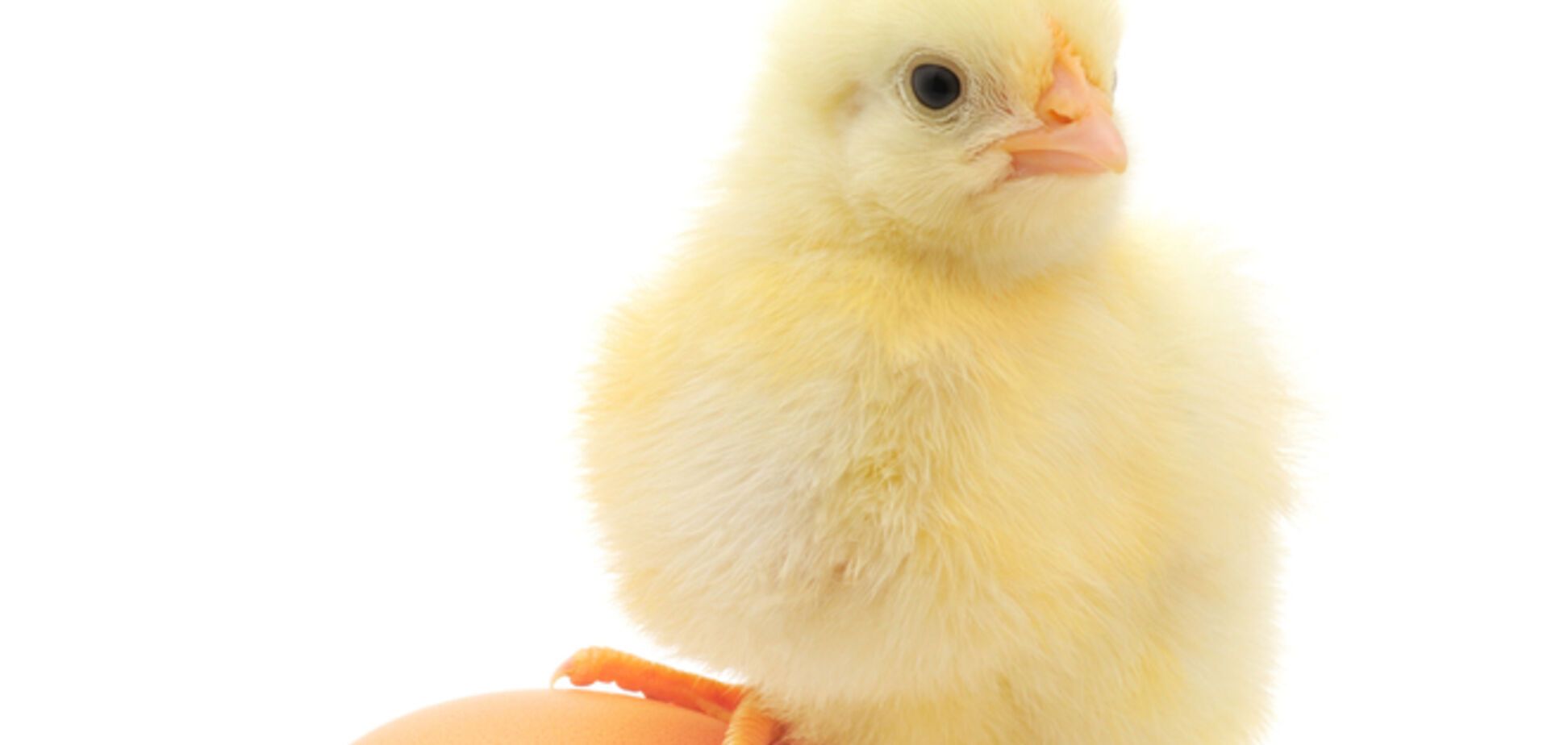 Лечебные свойства куриных яиц