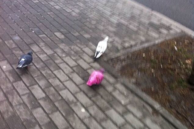 В Киеве заметили розовых голубей: опубликованы фото