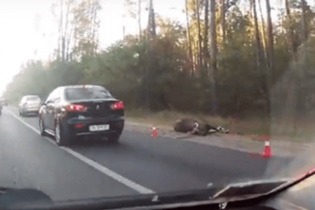 Под Киевом лось устроил аварию: подробности происшествия. Видео