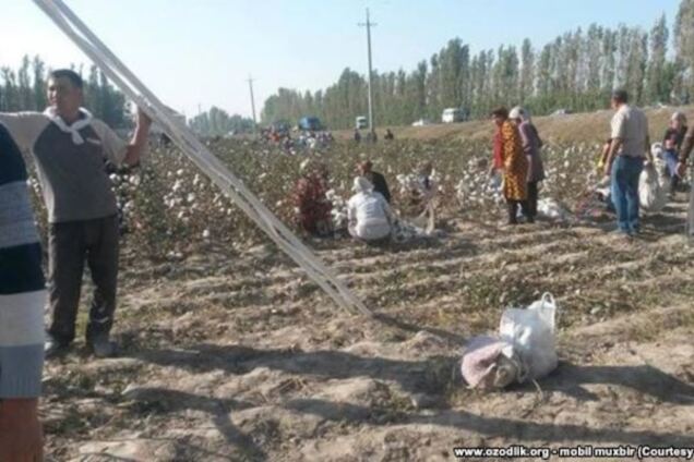 Праздник ПВА. Узбеков заставили приклеивать хлопок обратно из-за приезда премьера