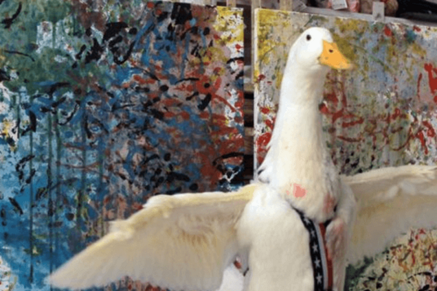 Кандидат с яйцами: утка-художник решила побороться за пост мэра Одессы