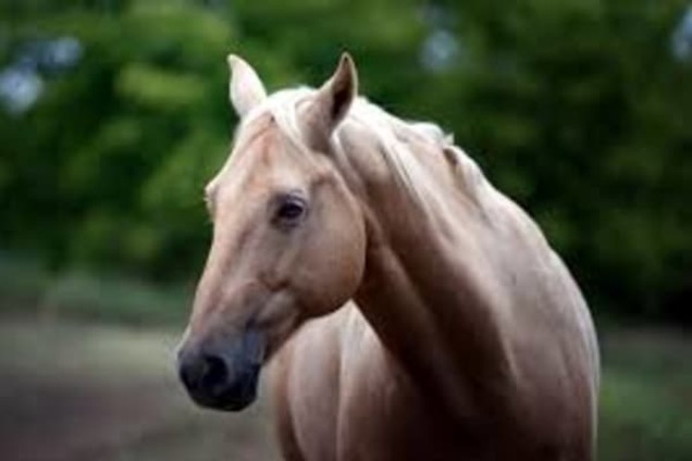 Останній бар'єр: помер найстаріший в світі кінь