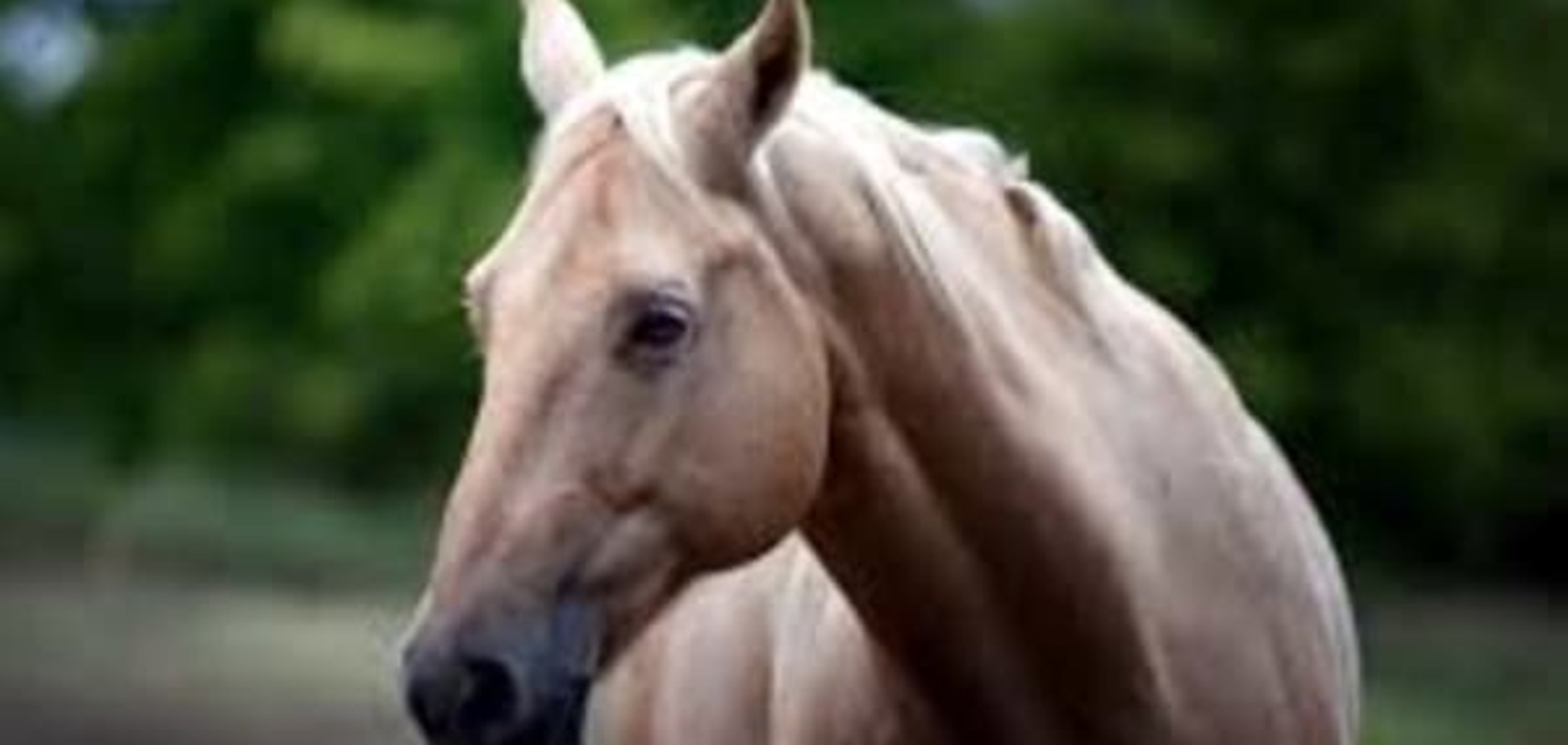 Останній бар'єр: помер найстаріший в світі кінь