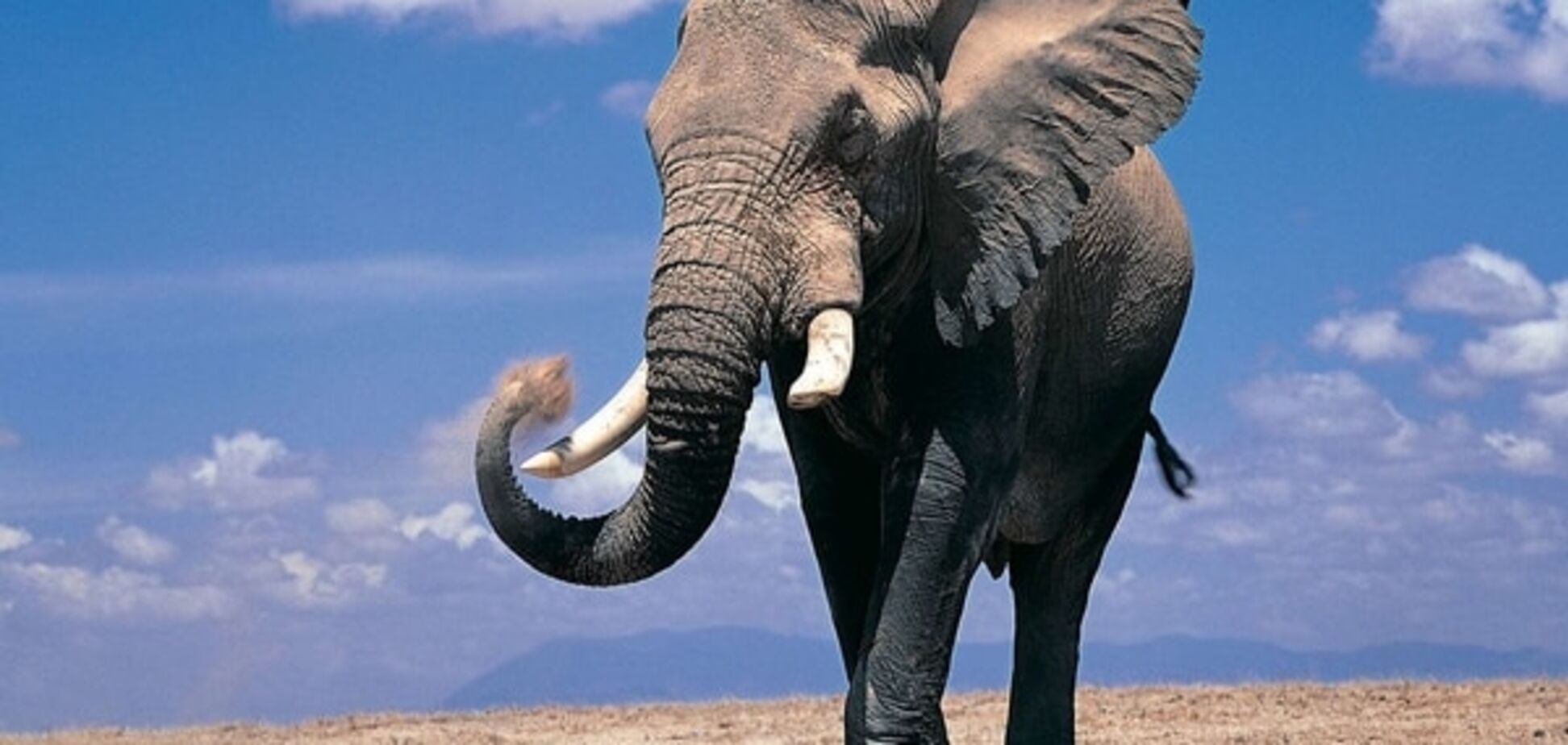 Несподіваний порятунок: слони допоможуть людям вилікувати рак