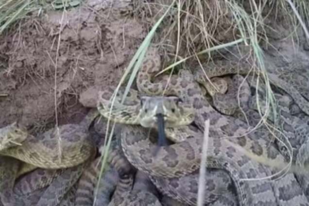 Переполох: гремучая змея выхватила камеру из рук мужчины