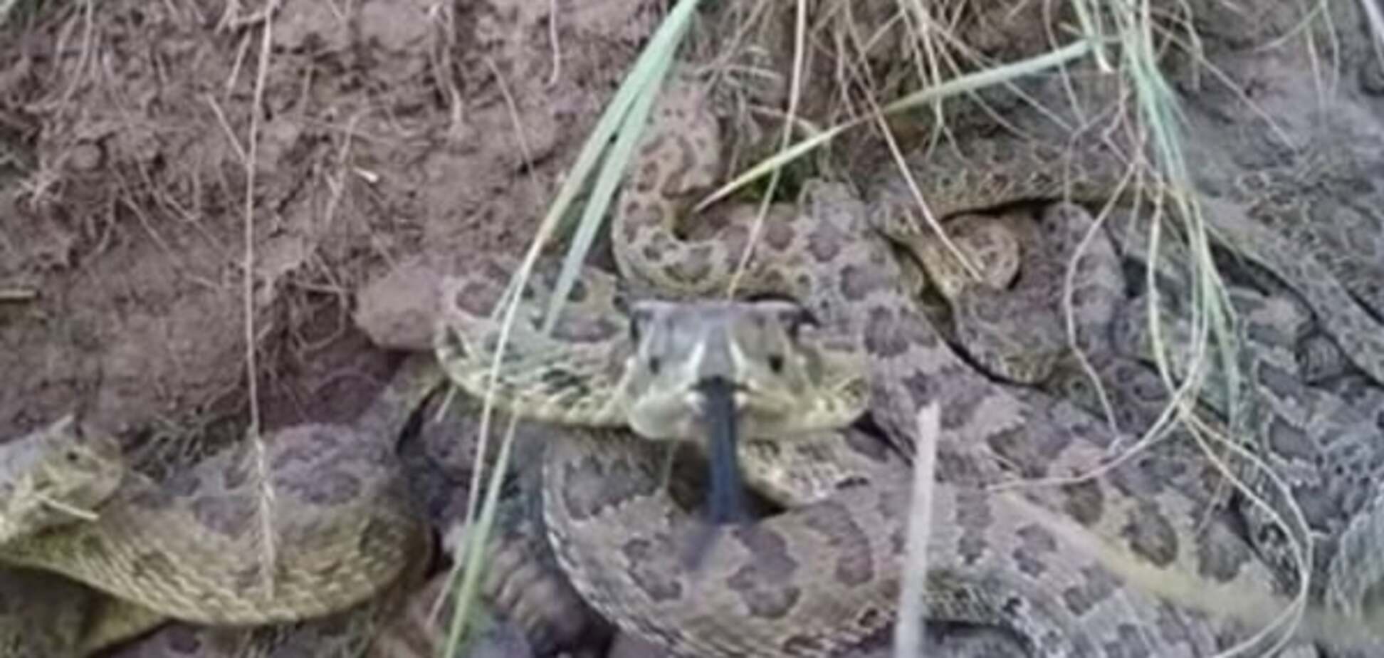 Переполох: гримуча змія вихопила камеру з рук чоловіка