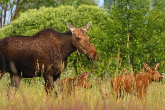 Новая находка в чернобыльском лесу шокировала ученых: опубликован фото