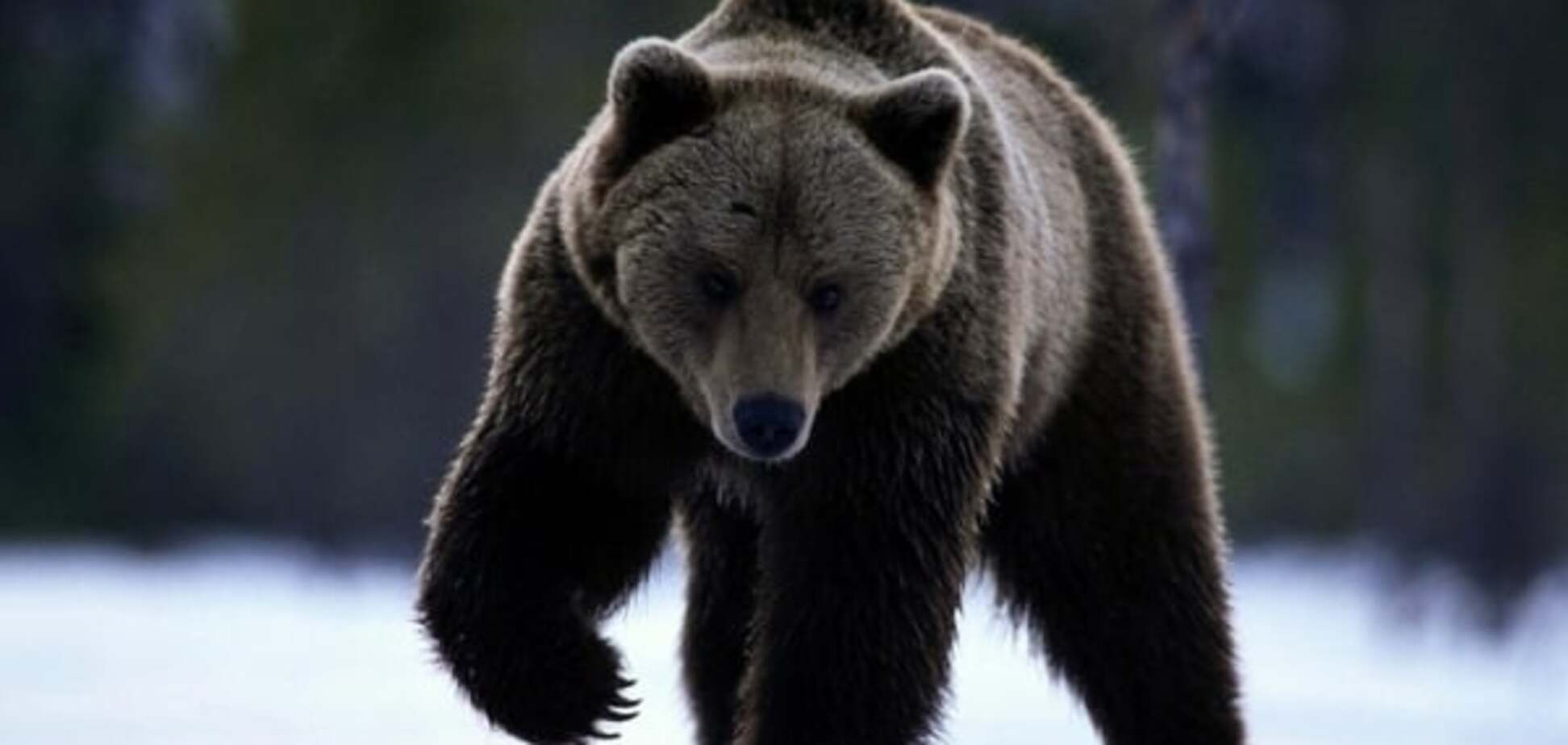 В России в детском саду убили медведя: опубликовано видео