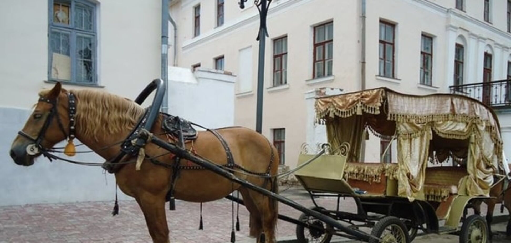 В России обеспокоились лошадьми на дорогах: готовят закон