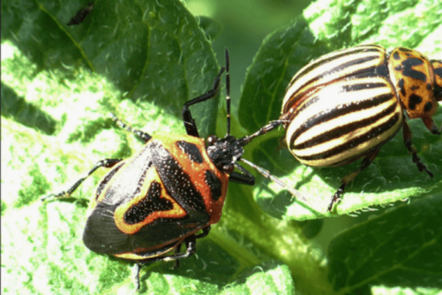 Помогу чем могу: клопы из России спасут урожай картошки в Китае