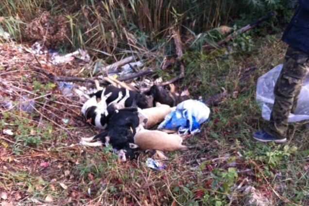 В Киеве неизвестные жестоко убили стаю собак