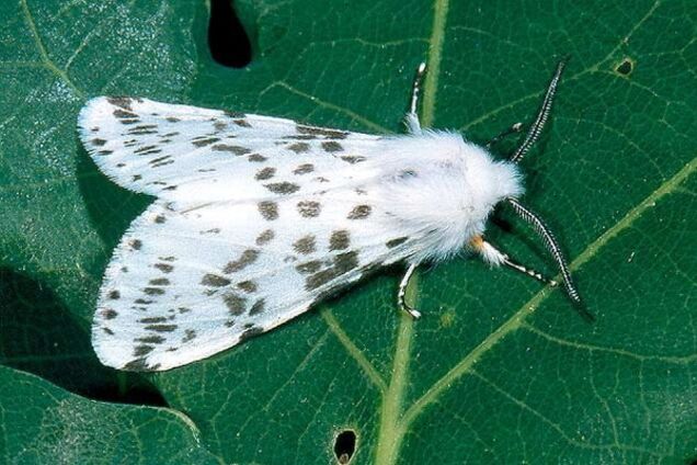 Паніка в Севастополі: американський 'ворог' проник у місто з військової бази