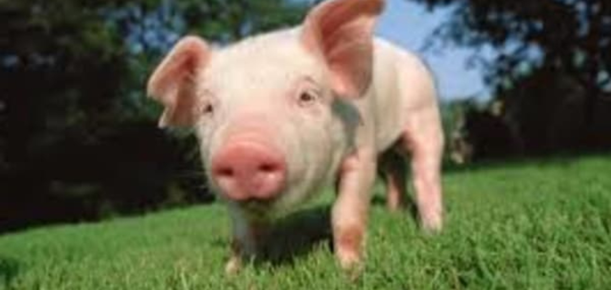 Ученые намерены пересадить человеку почки свиньи