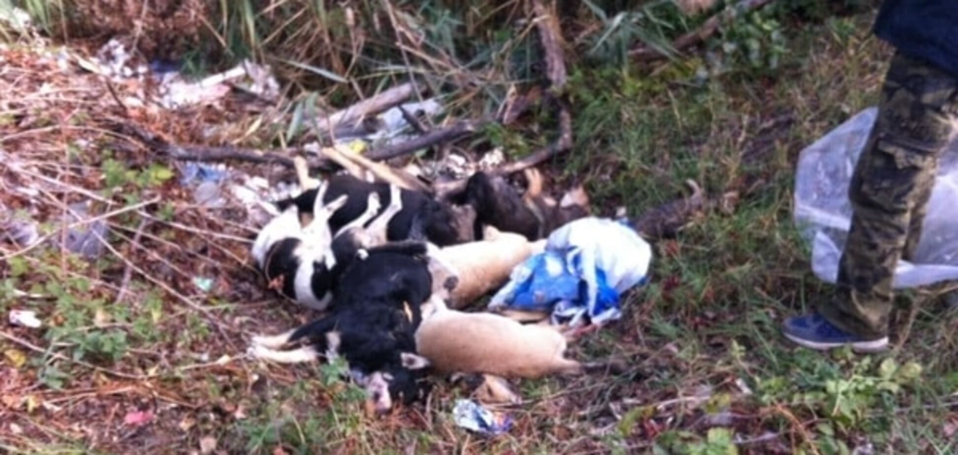 У Києві міліція зайнялася масовим вбивством собак