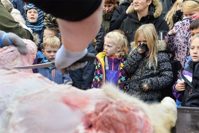 Скандальний датський зоопарк запросив школярів на публічний розтин лева: шокуючі фото