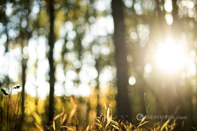 Золото земли: 15 фотографий, которые заставят полюбить осень