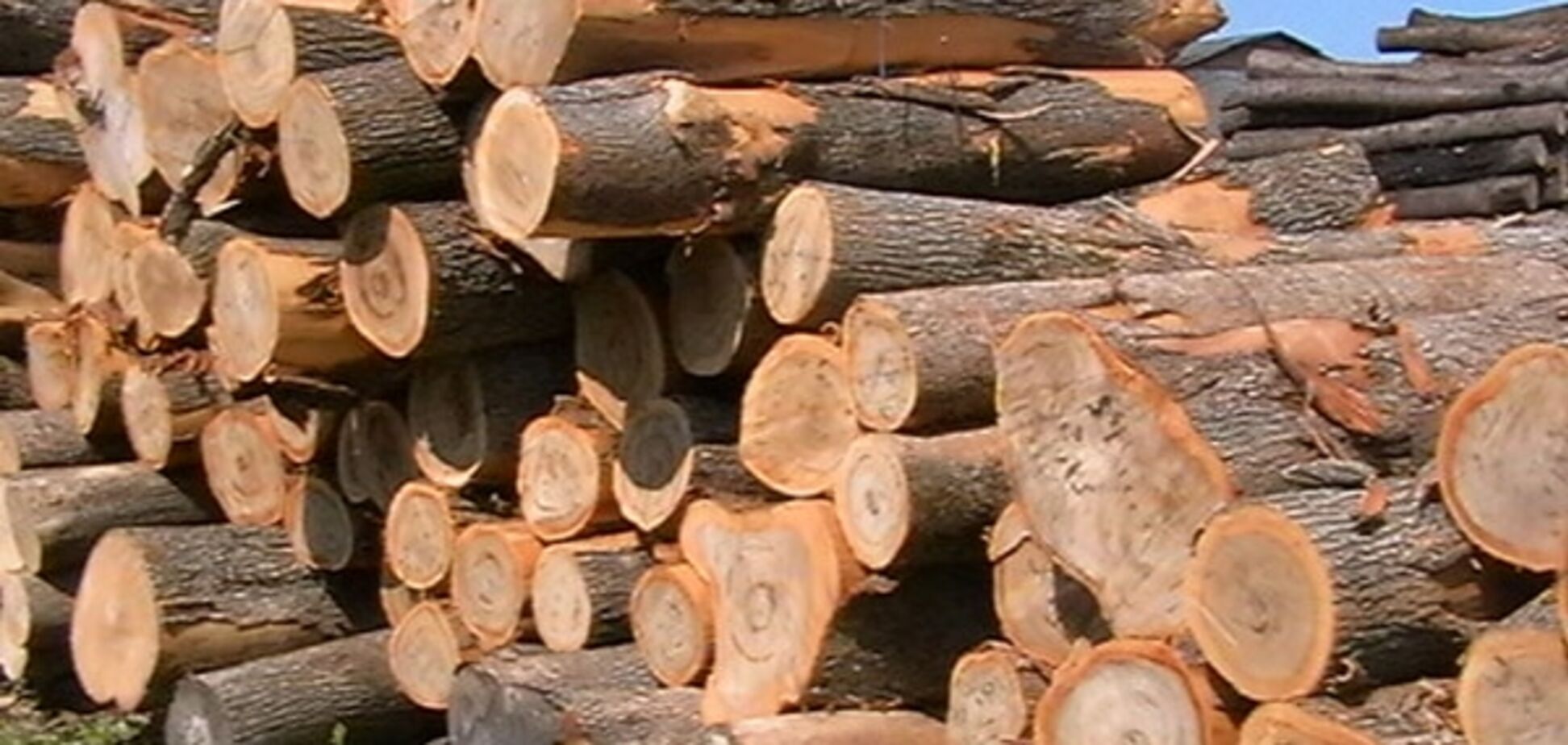 Гослесагентство предложило ввести общую систему электронного учета древесины