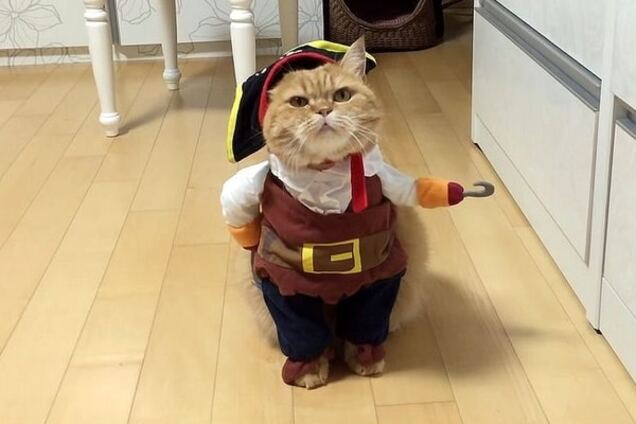 К празднику готов: костюм пирата стал лучшим нарядом для кошек на Хэллоуин