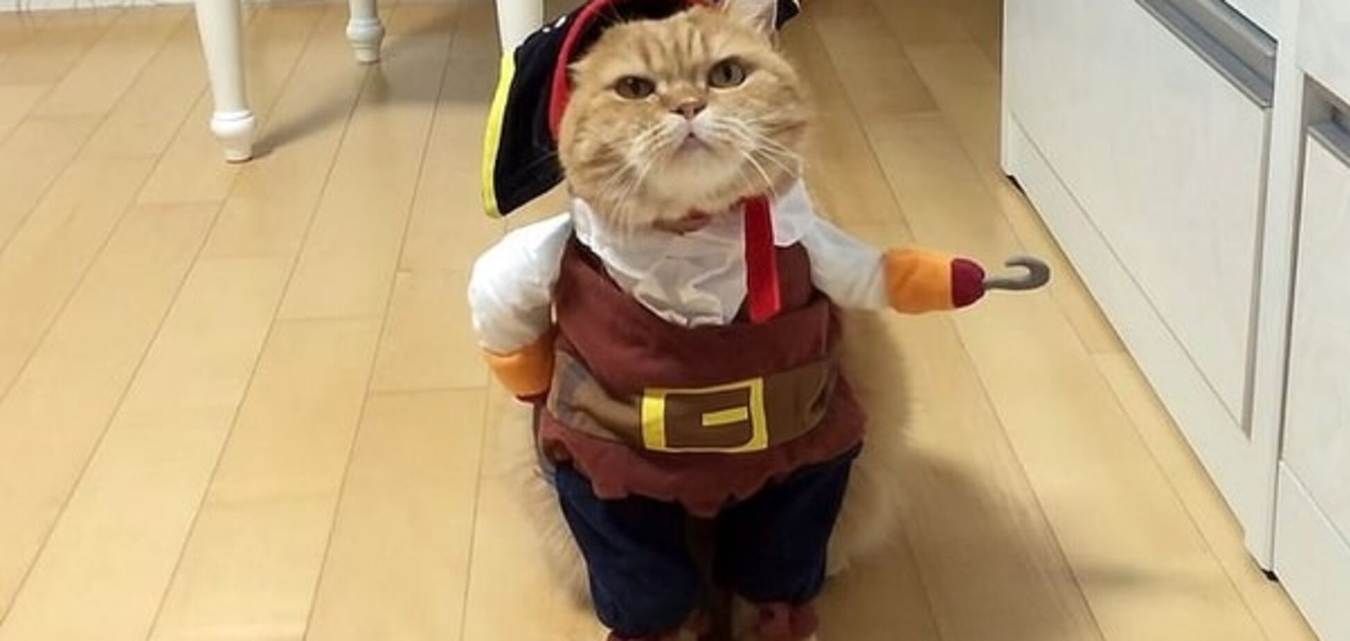 К празднику готов: костюм пирата стал лучшим нарядом для кошек на Хэллоуин