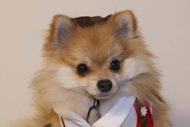 Школьник и пират: милый щенок стал хитом сети, меняя свои наряды