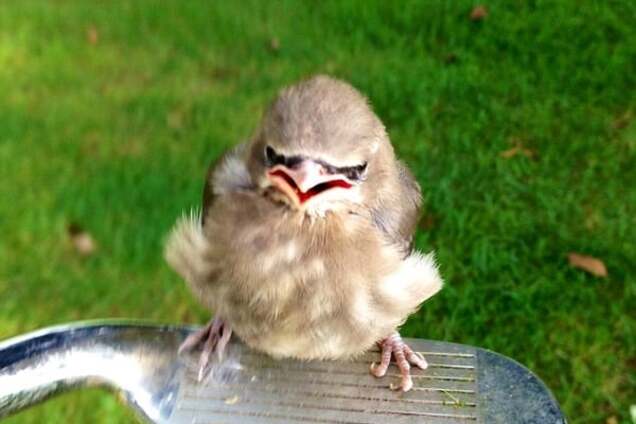 Настоящая 'Angry Bird': в США отдыхающие попали под атаку 'злой' птицы