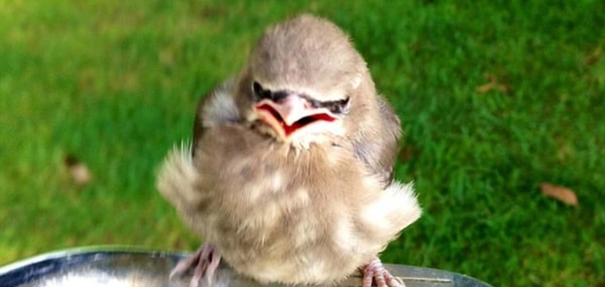 Настоящая 'Angry Bird': в США отдыхающие попали под атаку 'злой' птицы