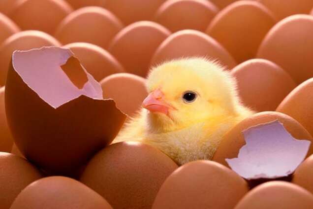 Перші 2 млн українських яєць уже на ринку Ізраїлю - Мінагрополітики