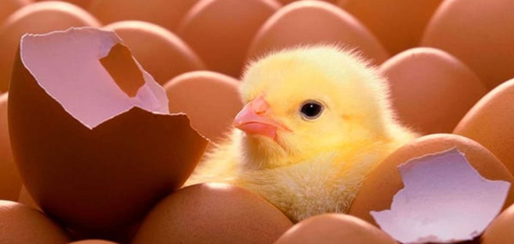 Первые 2 млн украинских яиц уже на рынке Израиля - Минагрополитики