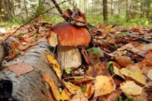 Самые грибные места в Украине: куда осенью идти на тихую охоту