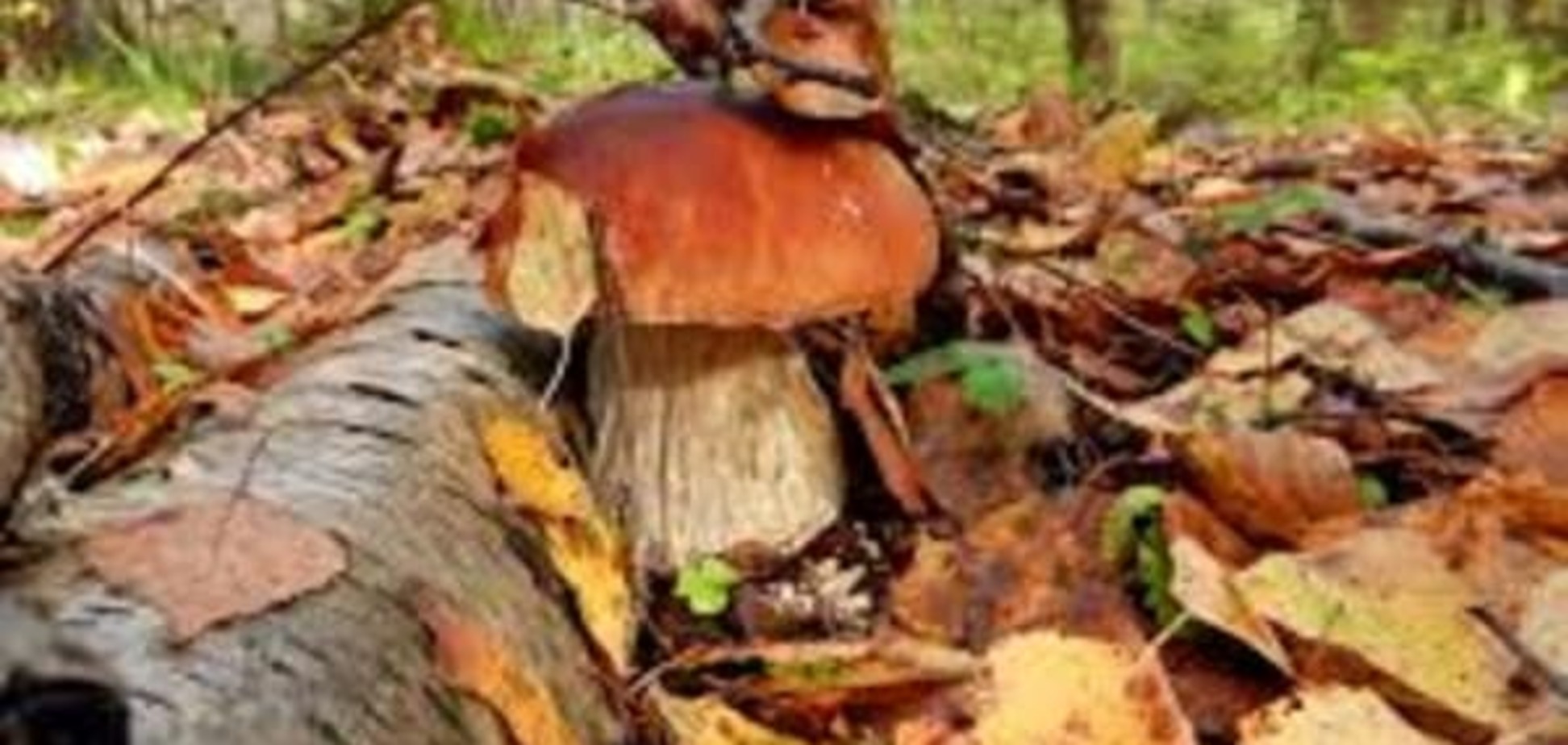 Самые грибные места в Украине: куда осенью идти на тихую охоту