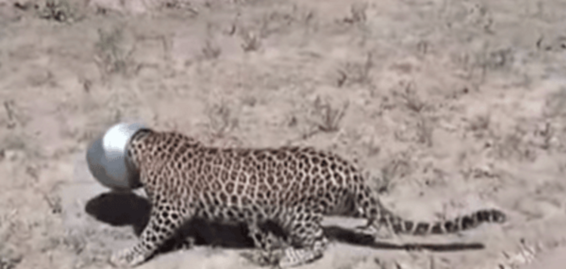 Любопытный леопард с бидоном на голове стал звездой сети: видеофакт