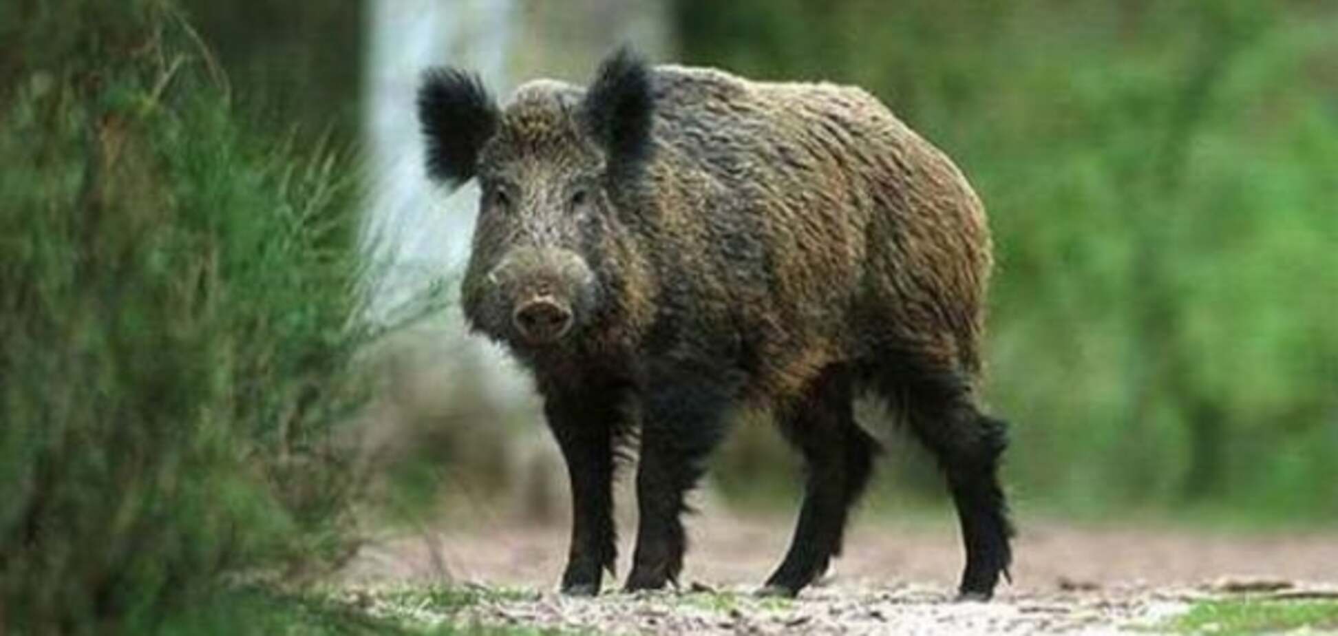 Російського чиновника застрелили, переплутавши з кабаном