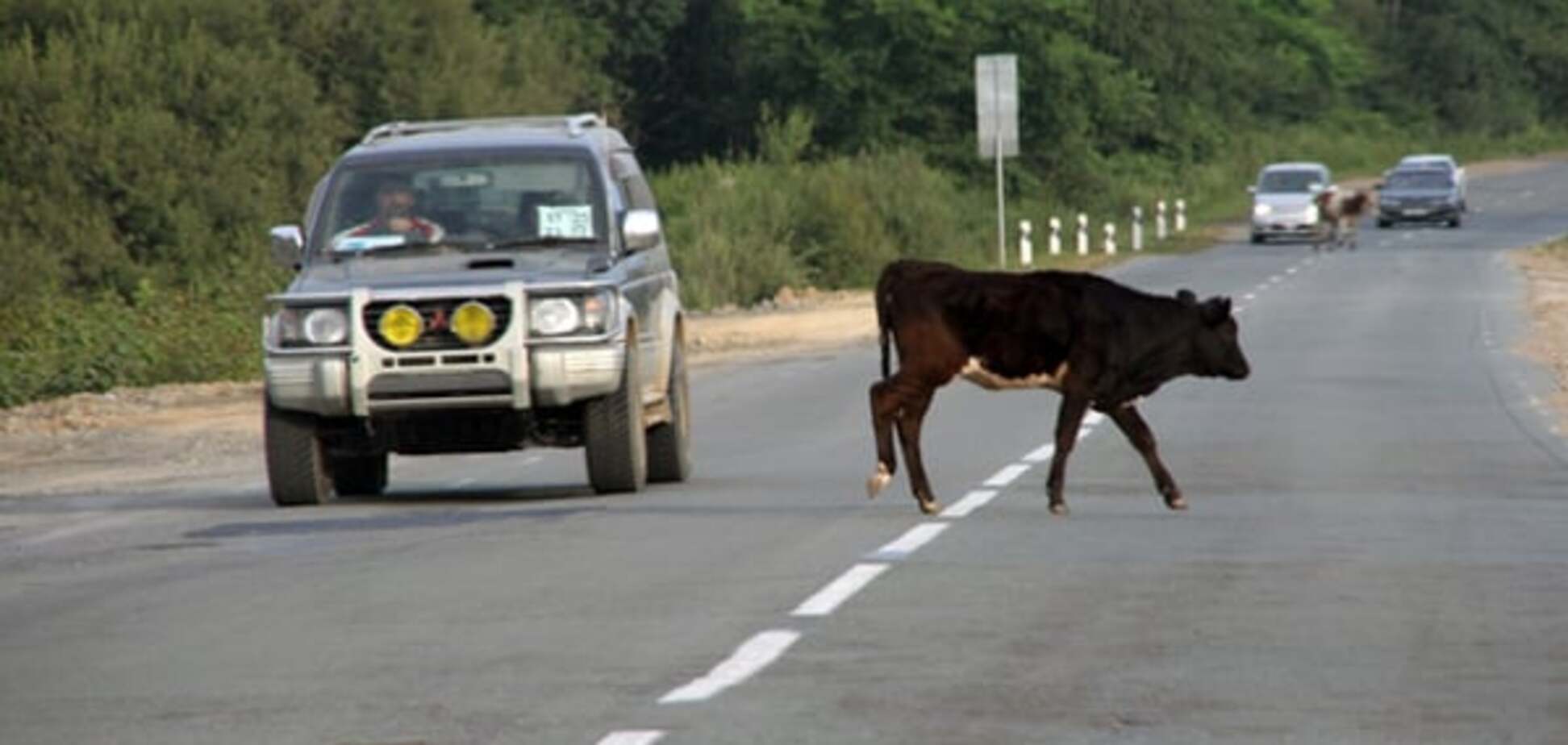 Баран нашел барана: в России водитель сбил 45 животных