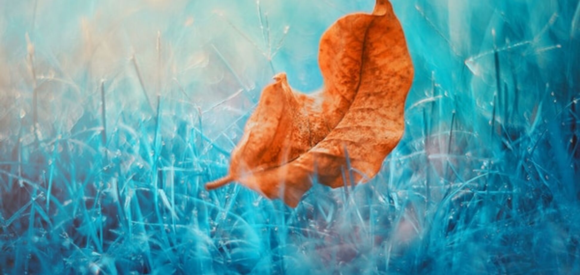 Чари осені: приголомшливі знімки ізраїльського фотографа