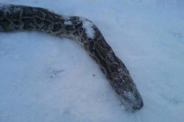 Шокуючий цирк: у Росії пітона жорстоко вбили і викинули на мороз - фотофакт