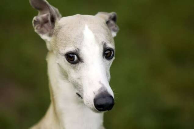 Китайские генетики создали сверхсильных собак-мутантов