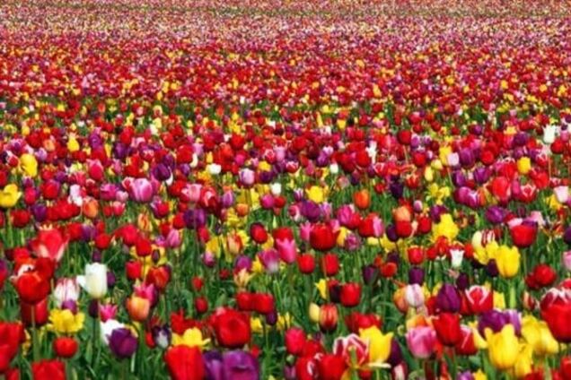 Тюльпани хоч справжні? 'Київзеленбуд' купив квіти у постачальника фейкових каштанів