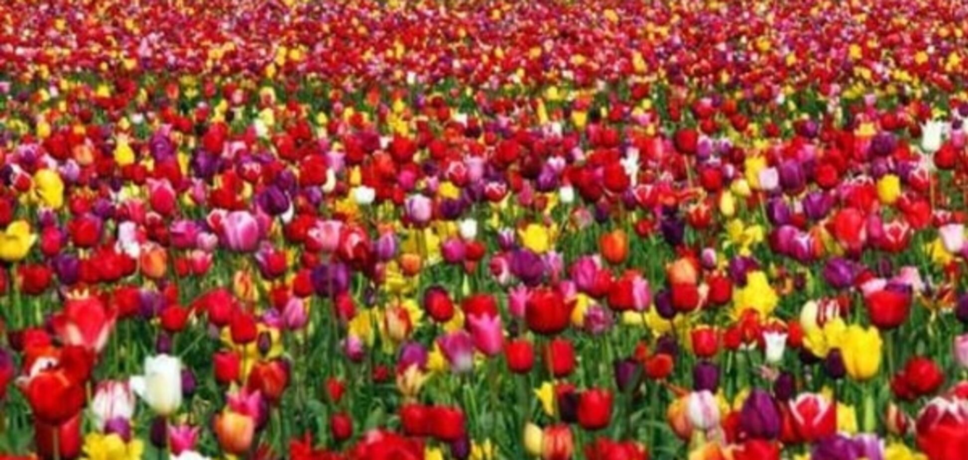 Тюльпаны хоть настоящие? 'Киевзеленстрой' купил цветы у поставщика фейковых каштанов
