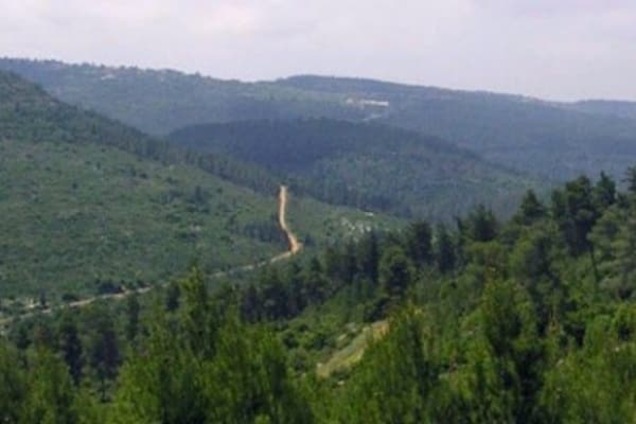 Об уникальном лесном Израиле