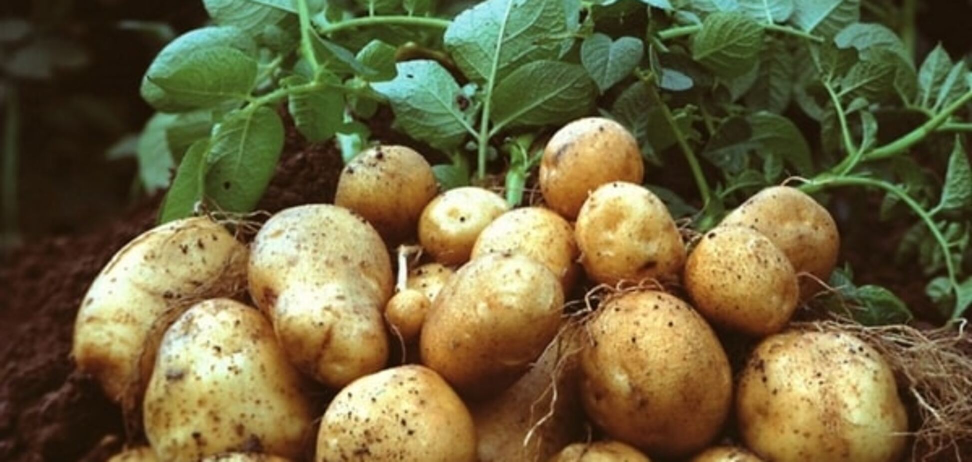 Как хранить картофель в квартире: 4 основных правила