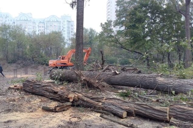 Сотня полувековых деревьев ради многоэтажек: в Киеве разгорелся новый строительный скандал