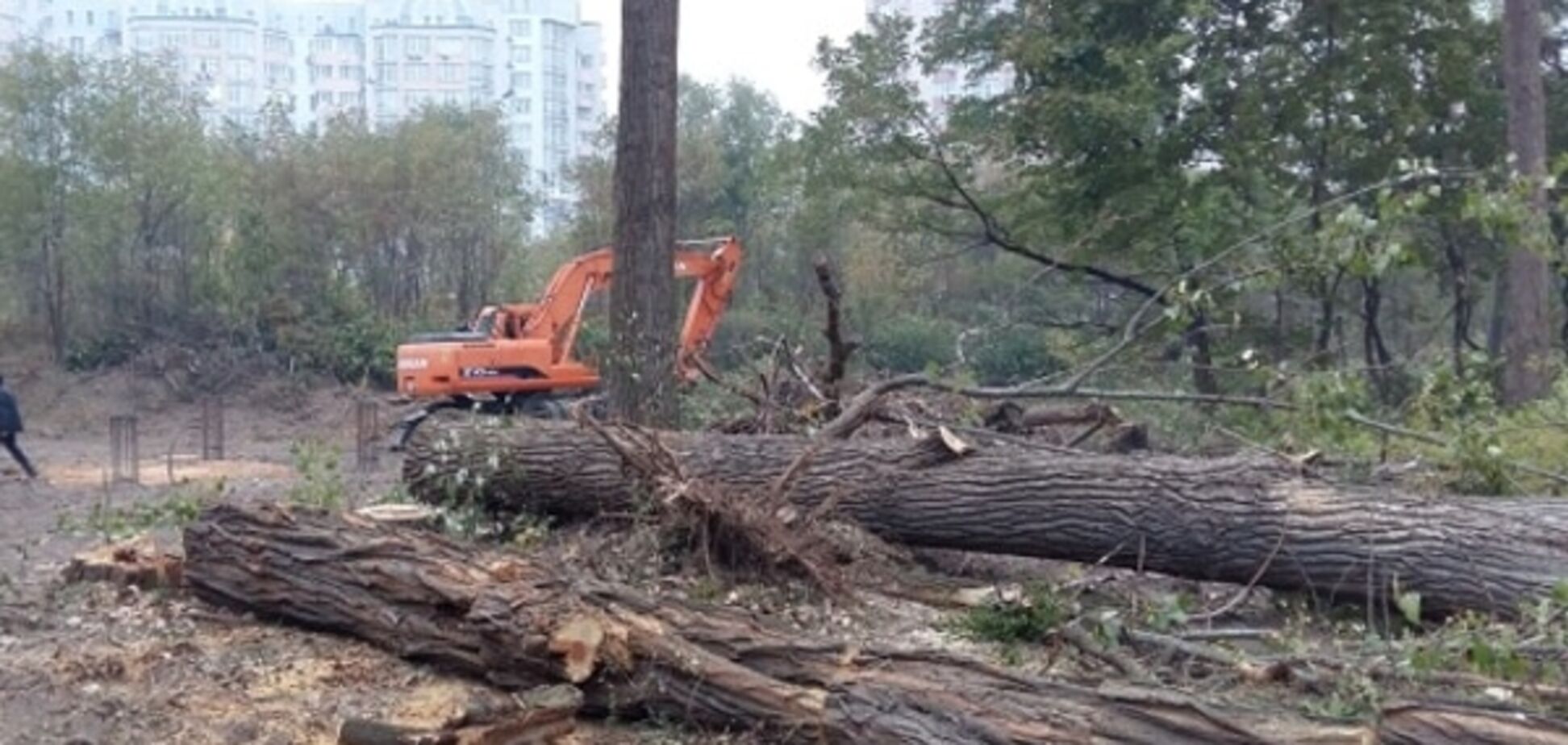 Сотня полувековых деревьев ради многоэтажек: в Киеве разгорелся новый строительный скандал