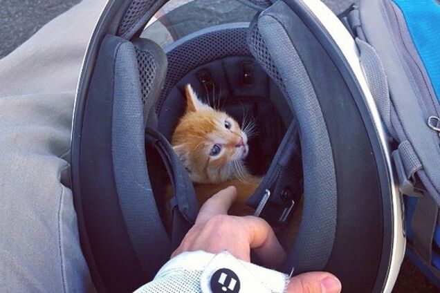 Минутка доброты: мотоциклистка, спасшая котенка, взорвала интернет