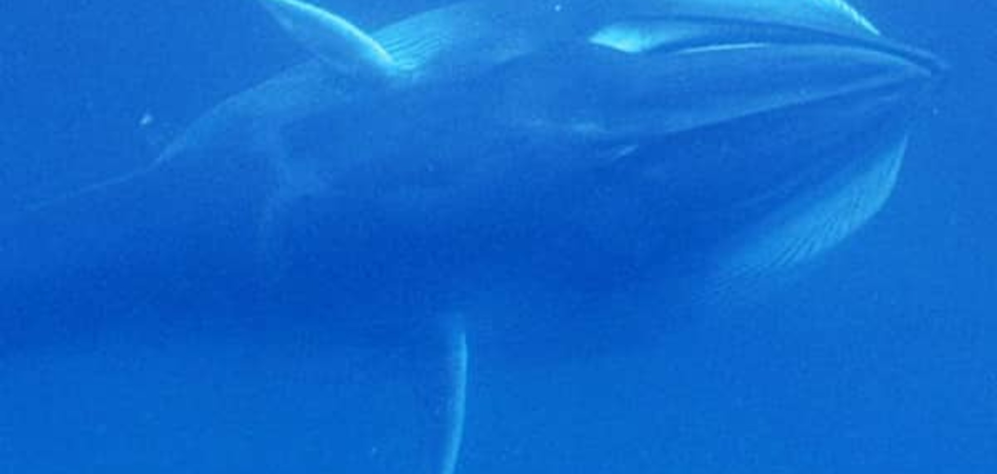 Ученые впервые сделали фото самого редкого кита на Земле